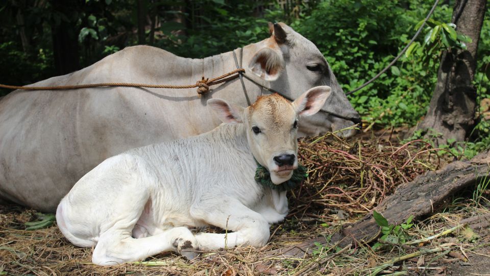 Goshala – An Economic Asset